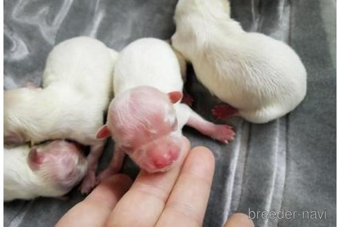 成約済の茨城県のマルチーズ-171243の1枚目